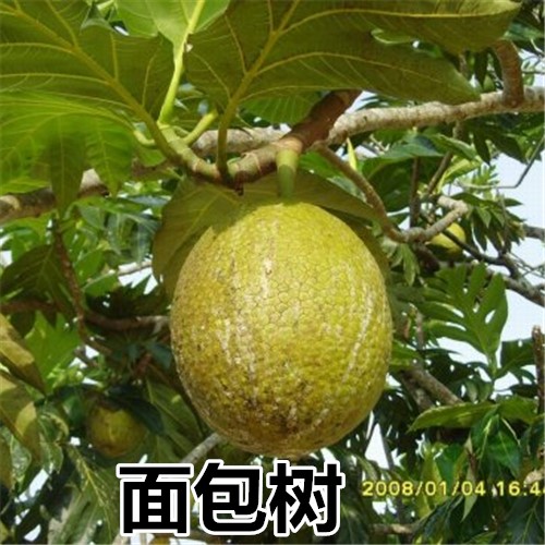 猴面包果树苗果树 猢狲木猴 面包树酸瓠苗罗蜜树马槟榔面磅树
