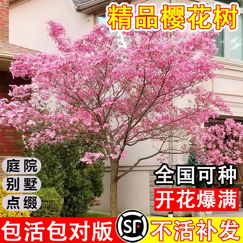 日本树苗冬季耐寒易活花卉南方北方四季种植绿植盆栽庭院大树