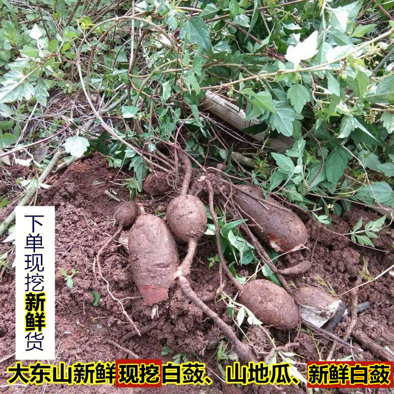 新鲜现挖白蔹中草药材500g见肿消 山地瓜 生白蔹山葡萄根五爪藤根