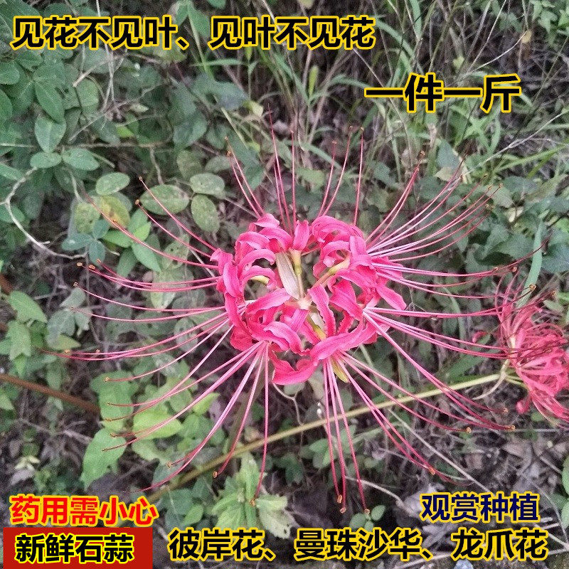 新鲜现挖石蒜彼岸花曼珠沙华蟑螂花老鸦蒜 龙爪花 山乌毒红花500g
