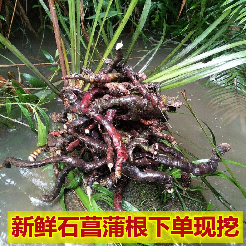 现挖新鲜石菖蒲根中草药菖蒲根500g山菖蒲新鲜水剑草香菖蒲中草药