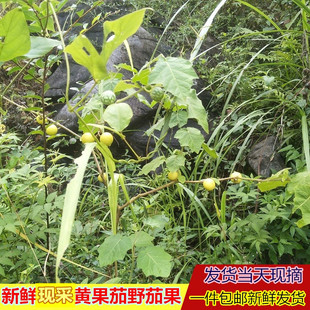 新鲜现采黄果茄牙疼果大苦果野茄果磨莫仔养马刺刺天茄中药材500g