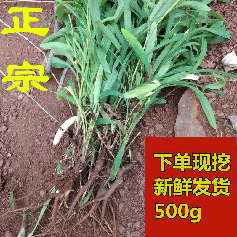 现挖柴胡新鲜中草药柴胡现挖香柴胡地熏山菜菇草柴草新鲜柴胡500g