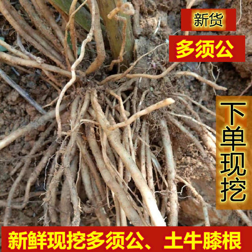 新鲜现挖多须广东土牛膝六月