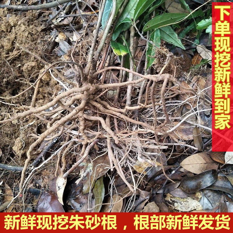 新鲜朱砂根大罗伞中草药