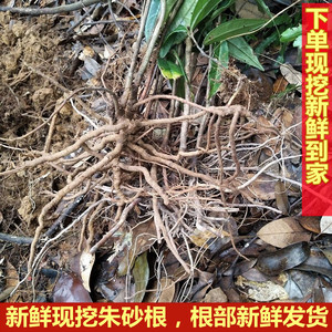 新鲜朱砂根大罗伞中草药