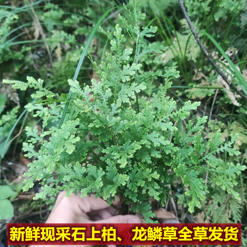 新鲜石上中草药500g现采龙