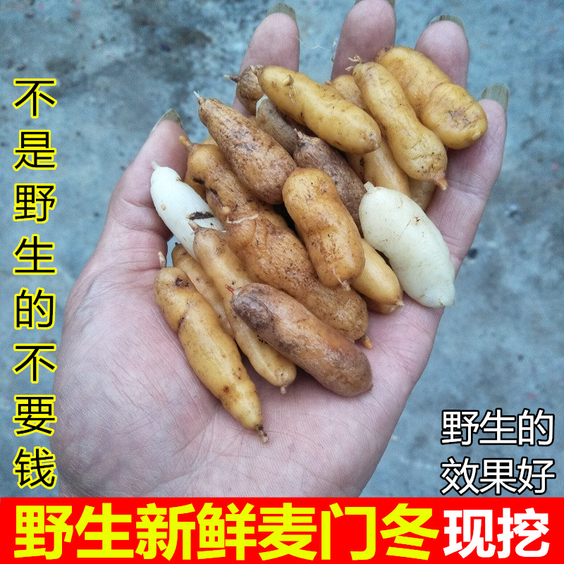 麦冬新鲜现挖麦门冬可配沙参玉竹黄芪茶养生煲汤料现挖麦冬500g