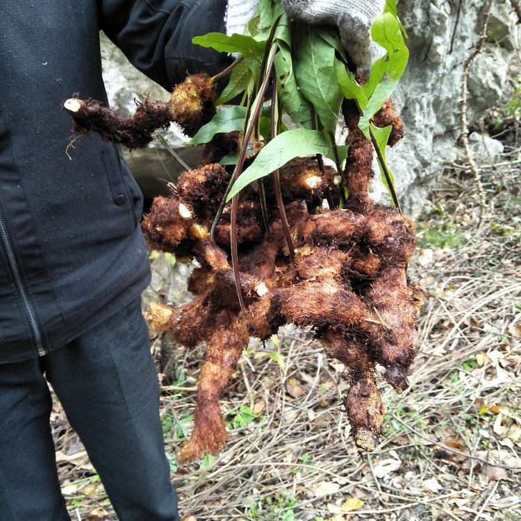正宗新鲜骨碎补现挖毛姜爬岩姜石岩姜猴姜毛申姜羌槲蕨中药材500g