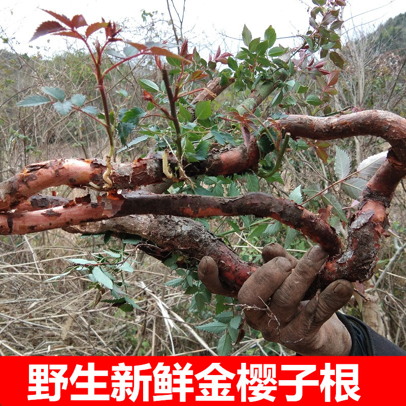 现挖新鲜金樱子根黄茶瓶糖罐子 刺梨子刺栗子根刺榆子500克金樱根