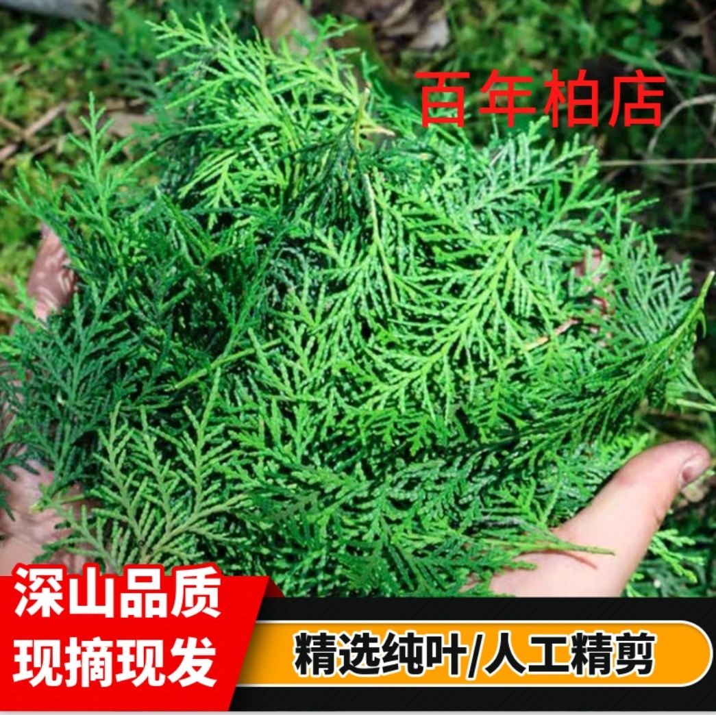 野生新鲜侧柏叶 新鲜扁柏叶天然侧伯叶防养发纯叶无树枝