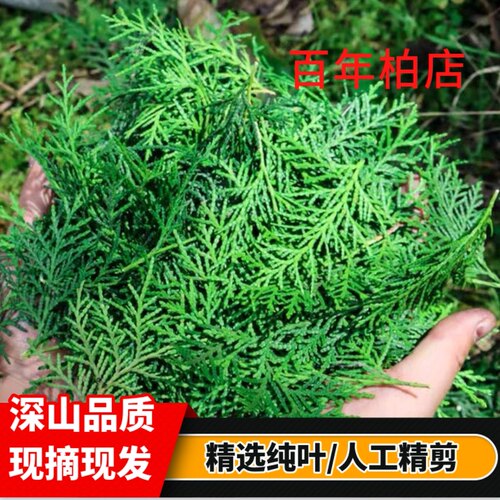 野生新鲜侧柏叶 新鲜扁柏叶天然侧伯叶防养发纯叶无树枝