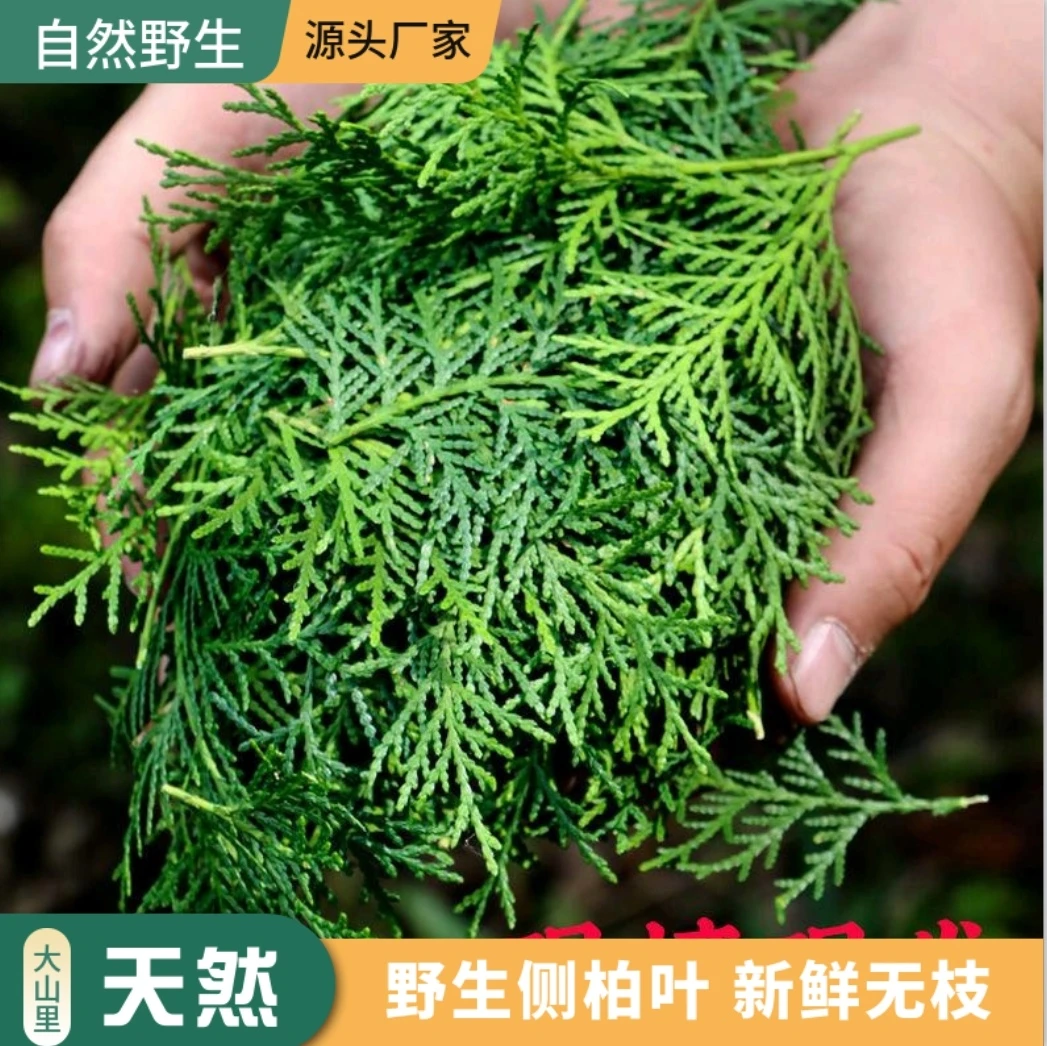 新鲜侧柏叶皂角无患子女贞子旱莲草浮萍桑叶何首乌各种洗发原材料