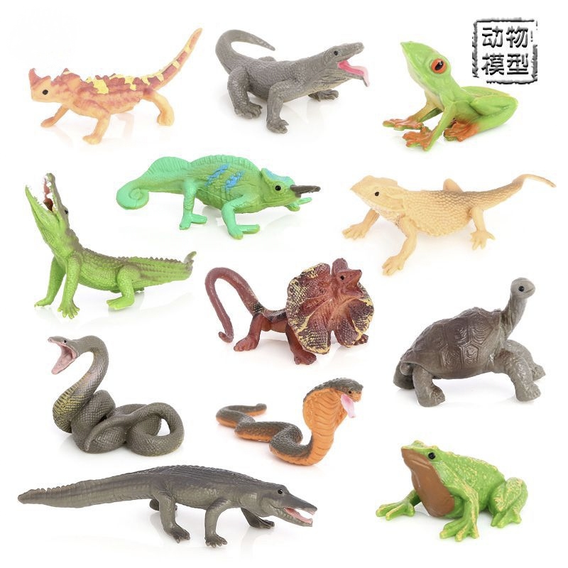 奥兰奇蛇陆龟蜥蜴青蛙变色龙