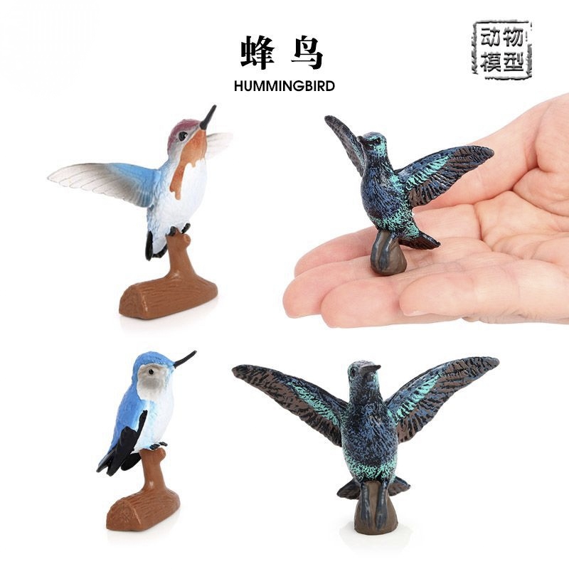 奥兰奇鸟彗星蜂鸟神鸟