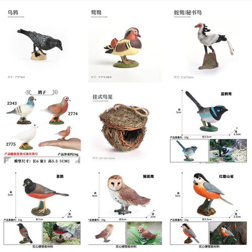 鹦鹉老鹰白头鹰喜鹊鸽子