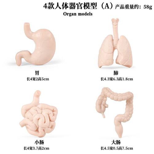 儿童早教教具仿真人体器官大脑心脏肠胃肺肝脏肾脏小模型3-6岁