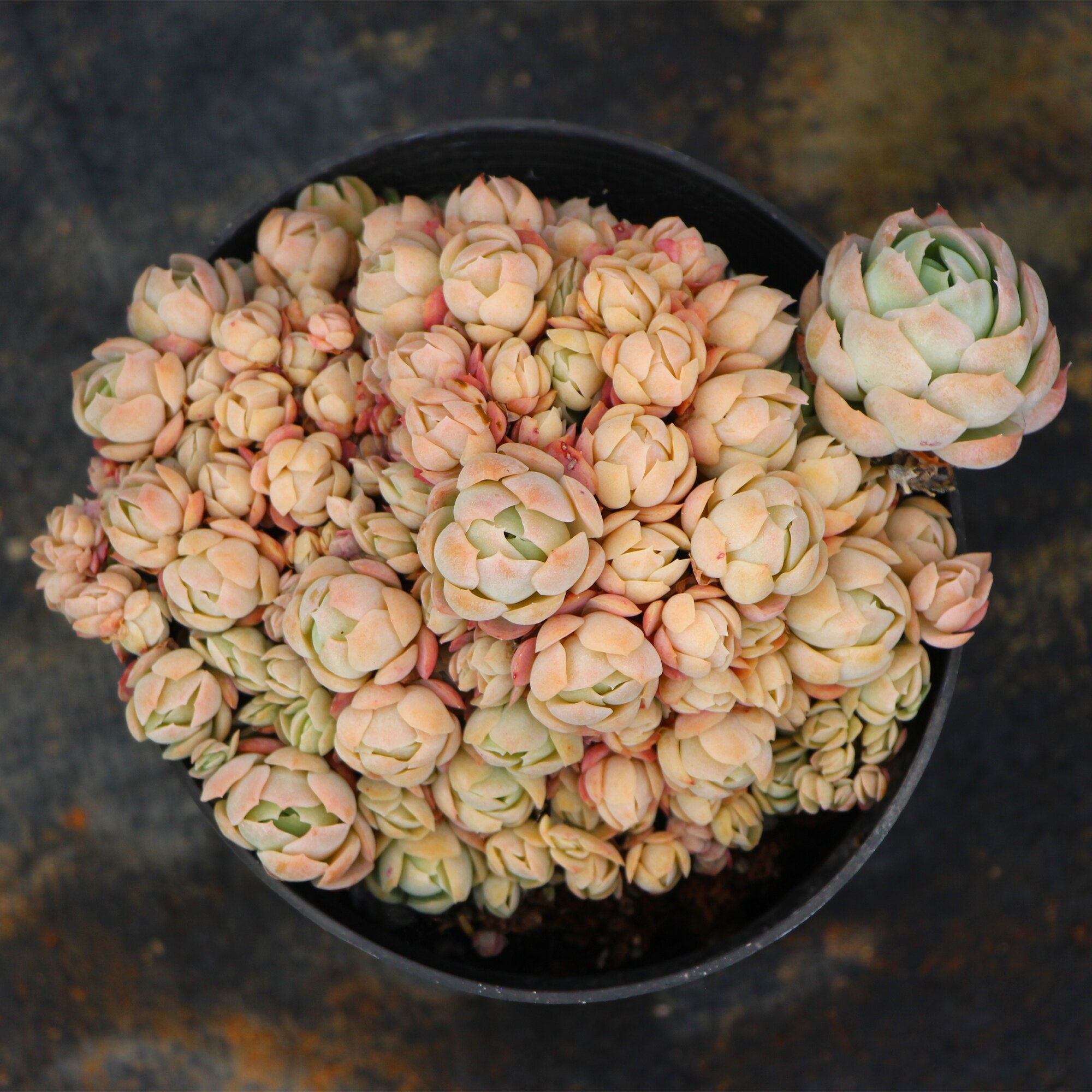 14更新奶油贝瑞缀化一物一拍包邮16cm盆 店主棵棵精养 多肉植物