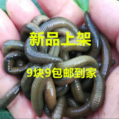 活体江苏蚯蚓龙虾我哈我