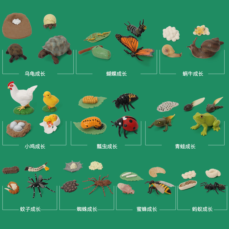 动物生命生长周期过程仿真模型儿童认知科教玩具青蛙蝴蝶蜜蜂小鸡