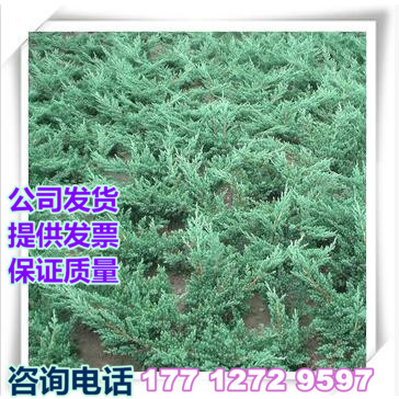 地被植物地柏苗铺地柏爬地柏四季常青 柏树小苗微型盆景苗|msdalam kategori penghantaran bunga/bunga simulasi/tumbuhan berkebun, 花园植物/行道树/果树, 宿根/地被植物 - dari Buy2taobao.com untuk memberikan perkhidmatan ejen Taobao profesional membeli