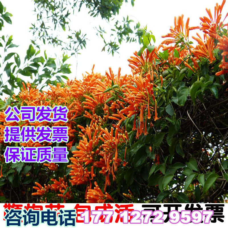 攀爬植物 油麻藤 紫藤炮仗花苗 攀援花卉红爆竹花围墙花庭院阁楼在类目 鲜花速递/花卉仿真/绿植园艺, 花卉/绿植盆栽（新）, 花卉中 - 来自Buy2taobao.com提供专业的淘宝代购服务