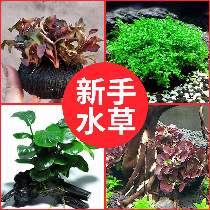鱼缸水草造景真活体水草莫斯水榕蜈蚣懒人组合套餐草入缸成景沉底