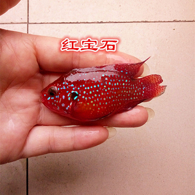 纯种进口观赏热带鱼红宝石血钻红钻石三湖慈鲷坦鲷淡水鱼满额包邮