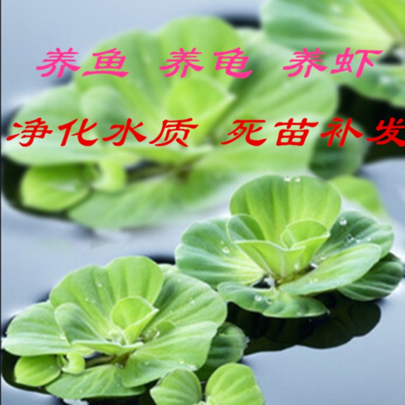 水芙蓉水草鱼缸水培植物水浮莲水上莲花净化水质水生水草鱼缸植物