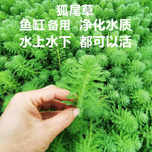 真水草狐尾藻狐尾草 水底水面水培植物净化水质水草 鱼缸造景必用 - 封面