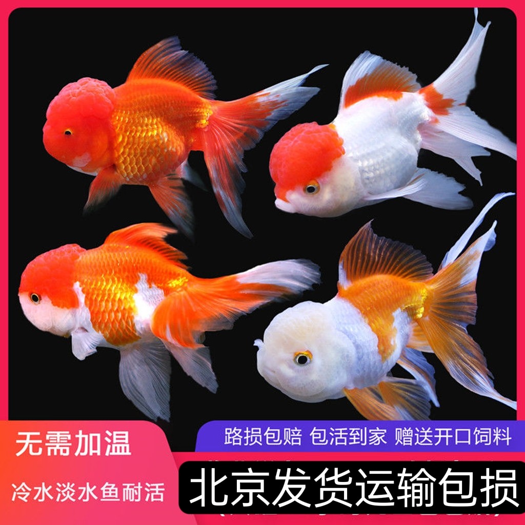 淡水金鱼苗冷水鱼 观赏鱼 活体红头 龙睛 红狮 鎏金包活满额包邮