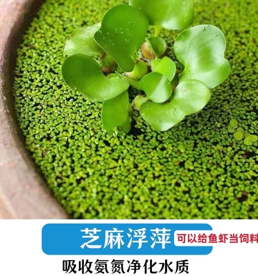 芝麻池塘净化污水包邮