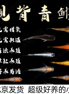 不需要加温和打氧的小鱼