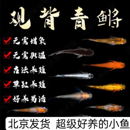 观背青鳉鱼卵观赏小型锦鲤冷水淡水好养活体魔法鱼不打氧可孵化鱼