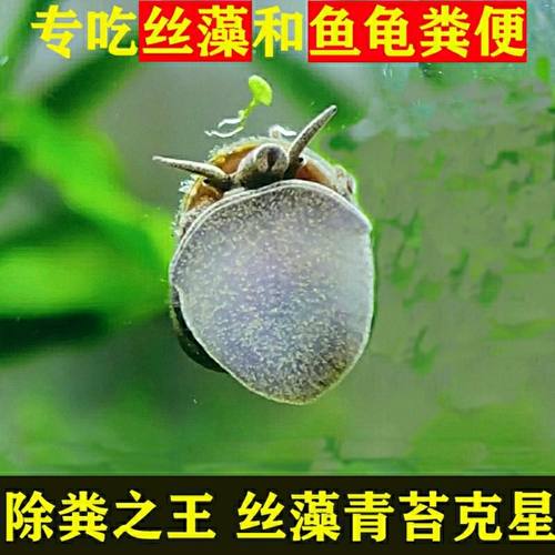 吃鱼屎的螺观赏水生宠物观赏螺鱼缸除藻除青苔淡水冷水鲜活工具螺