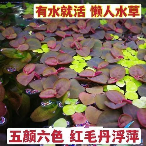 红毛丹鱼缸造景水浮莲养草池塘