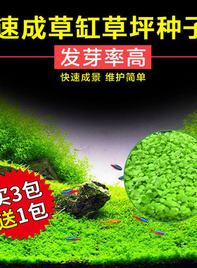 水草种子活体造景植物对叶毛牛