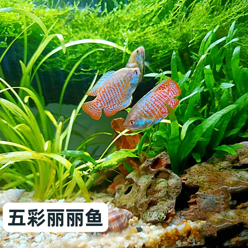 七彩丽丽鱼 小型热带观赏鱼五彩血丽丽蓝丽丽草缸精品鱼包活