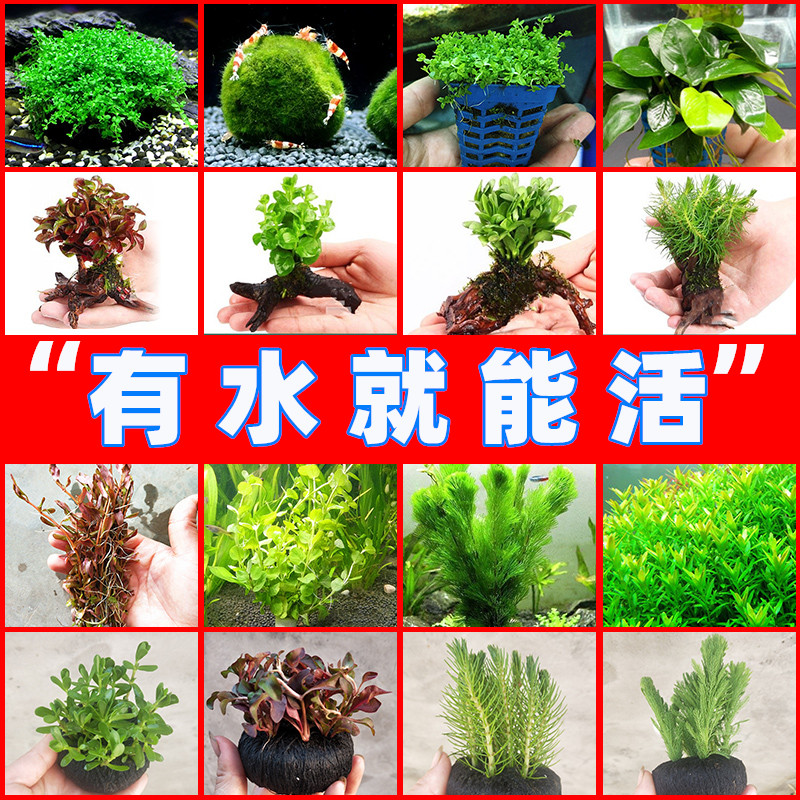 鱼缸水草活体真草买3送1