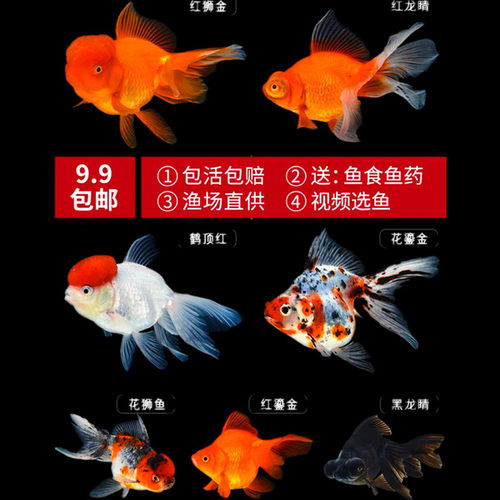 淡水金鱼苗冷水鱼 观赏鱼 活体红头 龙睛 红狮 鎏金包活满额包邮 - 封面