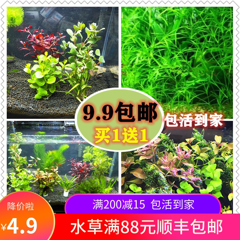 水生植物新款真草鱼缸造景真活体增氧懒人莫斯水榕趴地矮珍珠水草 小编推荐 Wepost 全民代运 马来西亚中国淘宝代运与集运专家 水生植物新款真草鱼缸造景真活体增氧懒人莫斯水榕趴地矮珍珠水草 小编推荐 Wepost 全民代运 马来西亚中国淘宝代运与集运专家