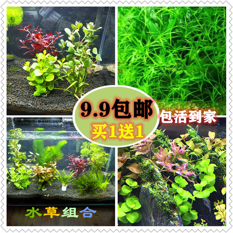 鱼缸水草活体莫斯树趴地珍珠