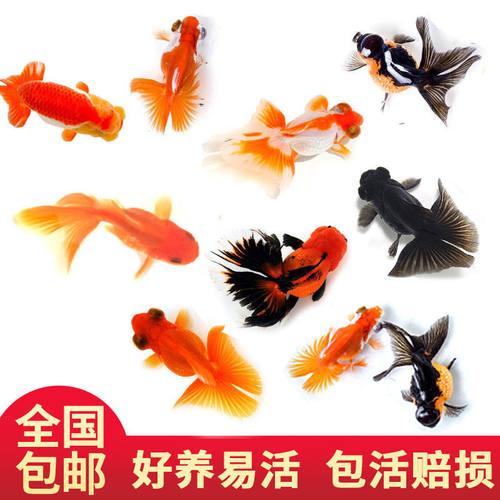 金鱼活体冷水鱼淡水观赏鱼鹤顶红