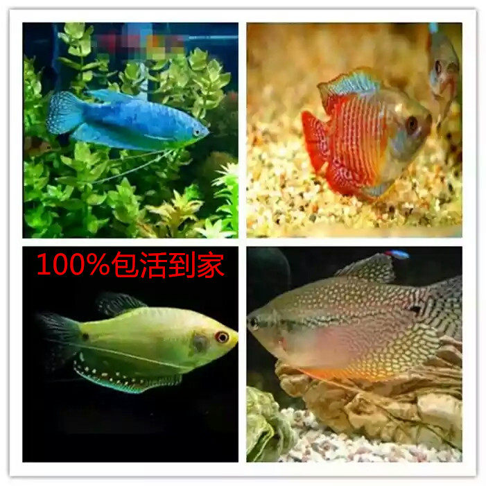 热带观赏中小型蓝曼龙黄曼龙五彩丽丽活体鱼淡水包活小鱼活观赏鱼