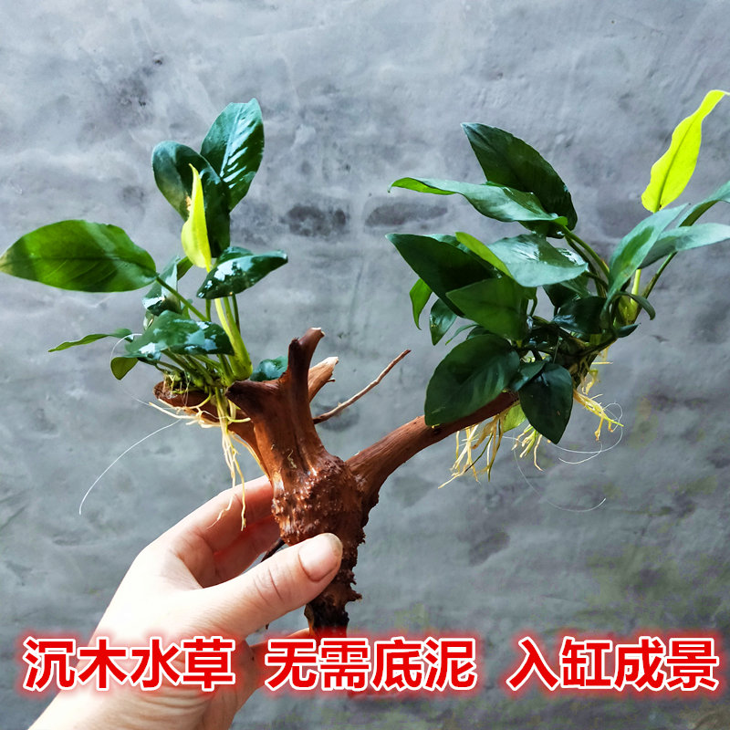 水草活体淡水木水榕鱼缸直接入缸