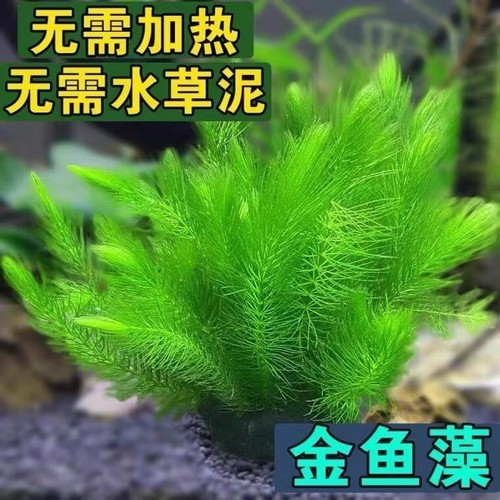 金鱼藻金鱼草便宜好养