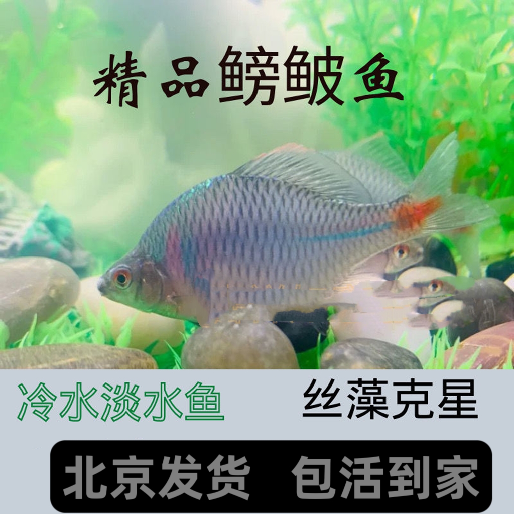 源生鳑鲏鱼观赏鱼冷水鱼七彩旁皮原生鱼活体小型淡水鱼好养清洁鱼
