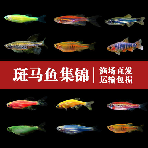 斑马鱼活体小型淡水热带鱼