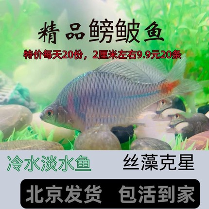 源生鳑鲏鱼观赏鱼冷水鱼七彩旁皮原生鱼活体小型淡水鱼好养清洁鱼