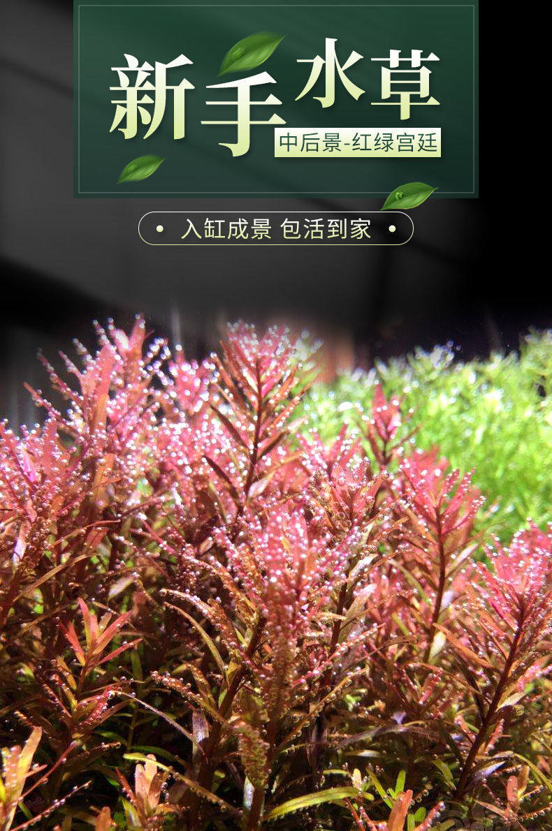 水族鱼缸造景真活体水草宫廷草 红宫廷 绿宫廷有茎中后景水下草